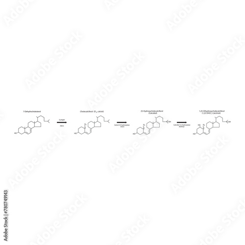 Diagram showing biosynthesis of active form of vitamin D - Calcitriol - via the kidneys and the liver - schematic molecular strcuture chemical illustration. photo