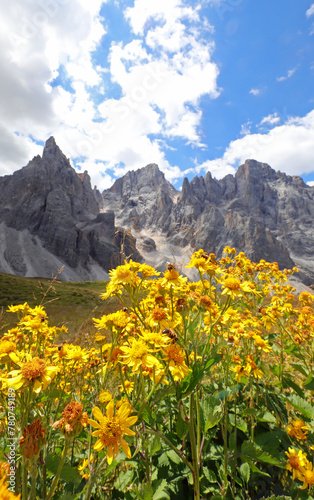 mountain arnica flowers perfect as a natural ointment and anti-inflammatory © ChiccoDodiFC