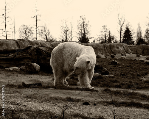 white bear in zoo