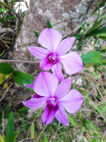 Larat orchids are part of the Dendrobium bigibbum complex, similar to orchids that grow on the shores of the Arafuru Sea and Torres Strait (Tanimbar, southern Papua, and Queensland, Australia) photo