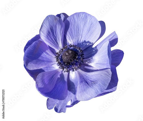 Fotografi Blue Anemone flower blossom, close up, isolated image on transparent background