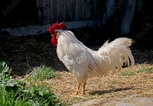 A white rooster leaves the henhouse at the first light of dawn