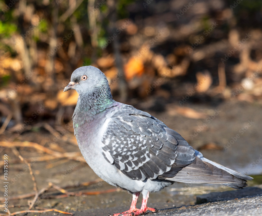 The common pigeon, known as Columba livia, is a urban bird with a plump body, small head and short legs. Its plumage varies widely, often featuring shades of grey, white, green and iridescent purple. The common pigeon, known as Columba livia, is a urban bird with a plump body, small head and short legs. Its plumage varies widely, often featuring shades of grey, white, green and iridescent purple.