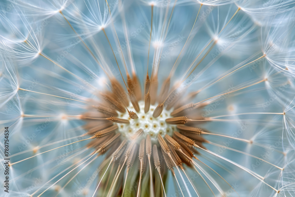 Fototapeta premium Blowball of dandelion with fluffy seed. Macro shot of blooming dandelion against blue background