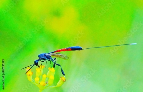 dragonfly on a green leaf