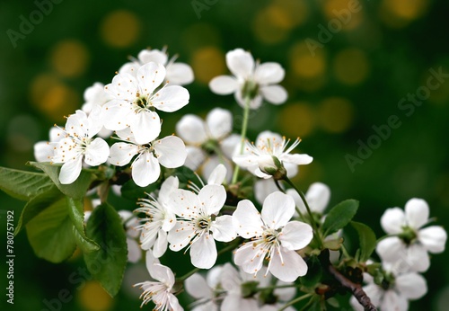 white flowers of wild cherry tree at spring