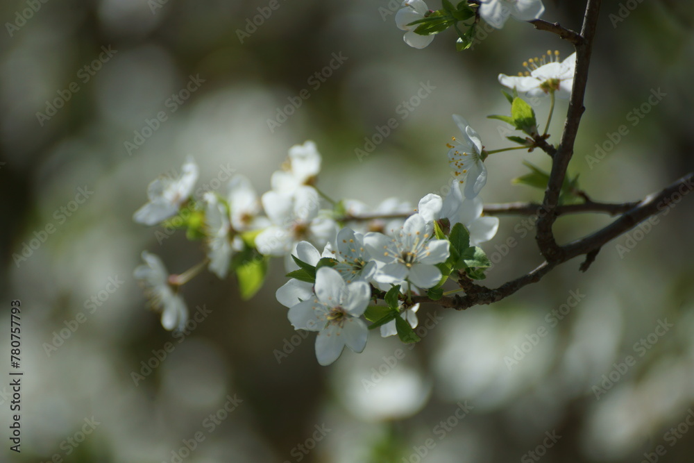 Obraz premium flowers