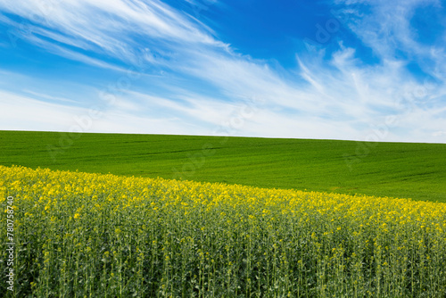 Green field and field with blooming colza under blue sky.