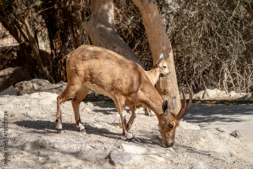 A female Nubian ibex and her kid. Nahal David National Park in the Judean Desert.