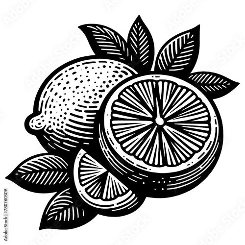  Lemon Slices engraving sketch PNG illustration