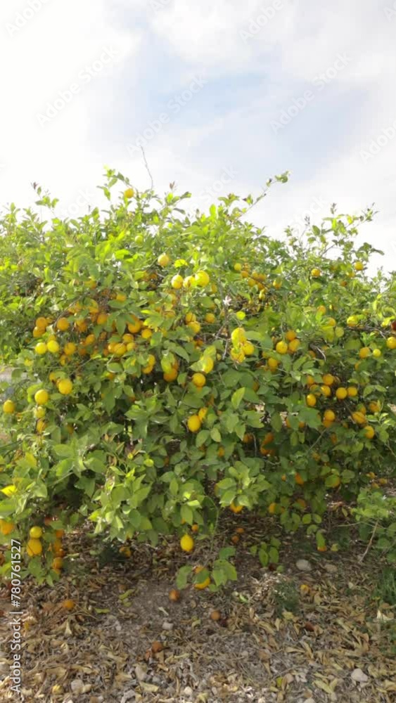 Lots of ripe yellow lemons hanging on a branch with green leaves close-up. Bunches of fresh yellow ripe lemons on lemon tree branches in fruit garden Lots of ripe yellow lemons hanging on a branch with green leaves close-up. Bunches of fresh yellow ripe lemons on lemon tree branches in fruit garden
