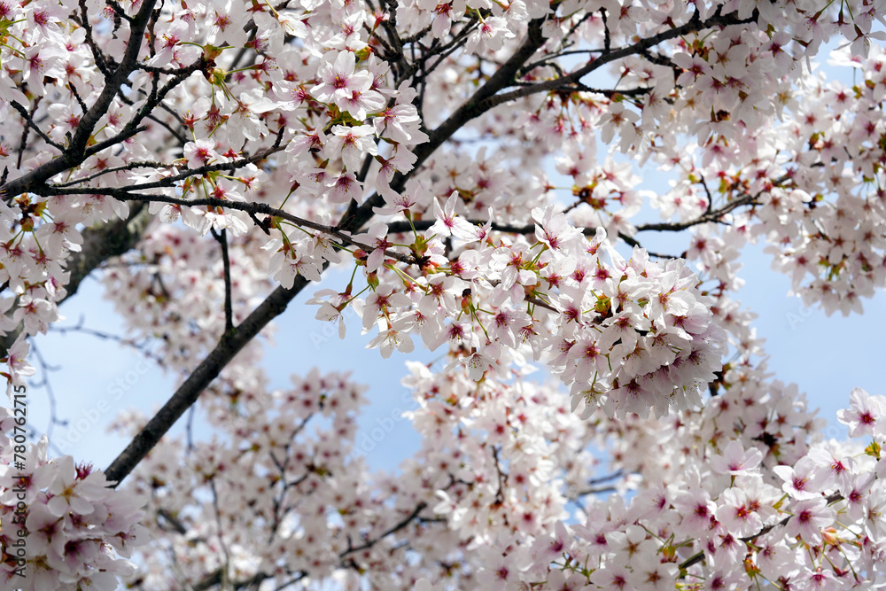 Cherry tree in blossom captured in low angle view against the sky. The branches are densely covered by white pink flowers with focus on the foreground. Suitable as seasonal background. Cherry tree in blossom captured in low angle view against the sky. The branches are densely covered by white pink flowers with focus on the foreground. Suitable as seasonal background.