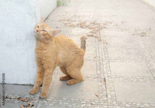 Ginger Cat Rubbing Against a Wall on Pavement