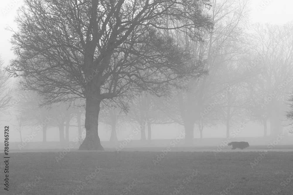 Naklejka premium Lonely dog in a Foggy park in the morning in London