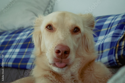 Cane di taglia media e razza mista carino dolce e rilassato posa su un divano in salotto all'interno dell'appartamento photo