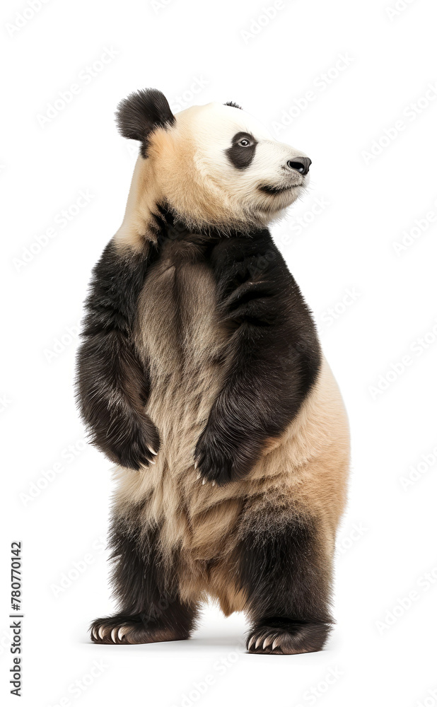 Fototapeta premium Playful panda looking upwards on a white background