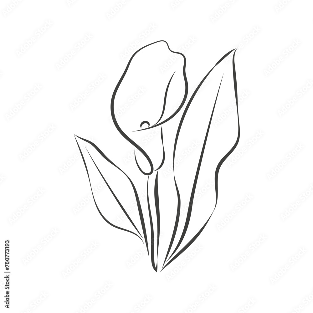 Calla lily flower isolated on white background. Outline drawing of calla lily flower Vector black and white doodle illustration, hand drawing eps10 Calla lily flower isolated on white background. Outline drawing of calla lily flower Vector black and white doodle illustration, hand drawing eps10