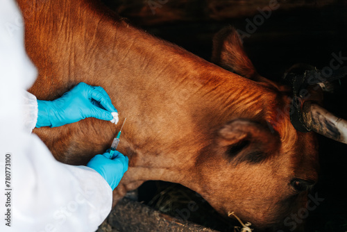 Fotografie Vaccination of cows against anthrax, an outbreak of the disease in the region