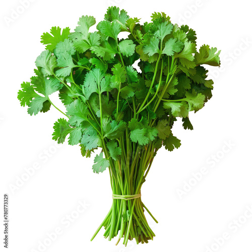 A bunch of coriander, an herbaceous plant, tied together on a transparent background