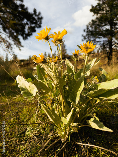 Low angle view of yellow flowers on the meadow