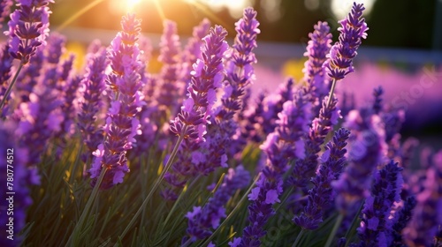 Sunlit lavender field displaying rich purple hues