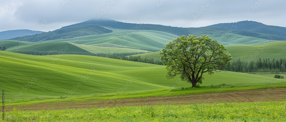   A solitary tree stands in the heart of a verdant field Rolling hills distant in the foreground
