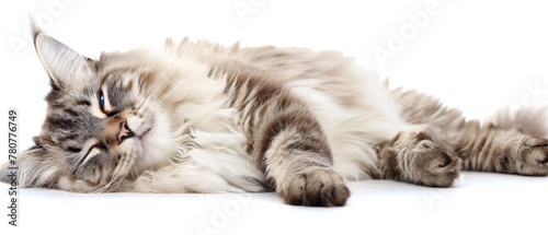   A gray-and-white cat lies on its back, its head resting on its tail photo