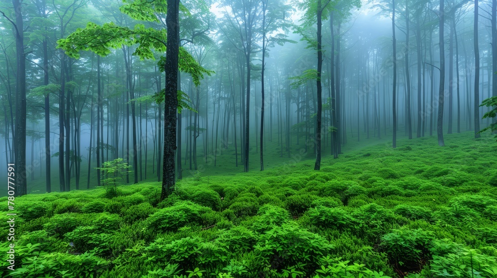   A lush, green forest teeming with numerous trees and bushes on a foggy day, nestled in the heart of the woods