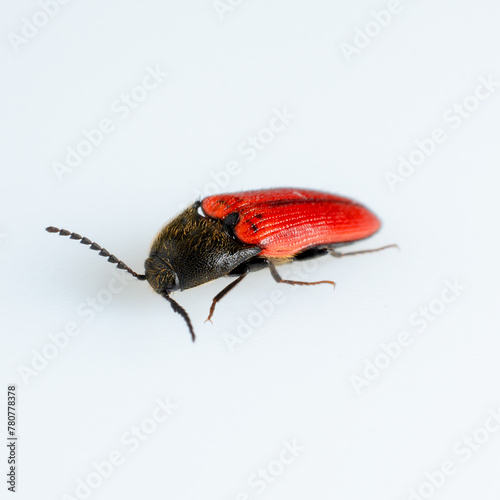 Nutcracker beetle on white background