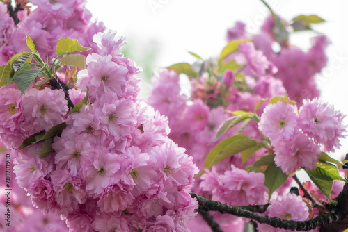 pink cherry blossom blooming in spring