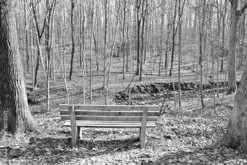 A black and white photo of the bench in the woods.