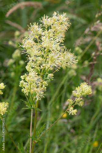 Blüten der Gelben Wiesenraute (Thalictrum flavum, common meadow-rue)