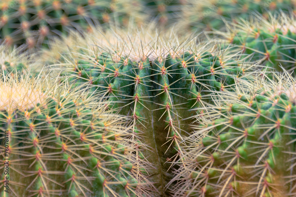 Closeup of cactus spines. Closeup of cactus with thorns. Closeup of cactus spines. Closeup of cactus with thorns.