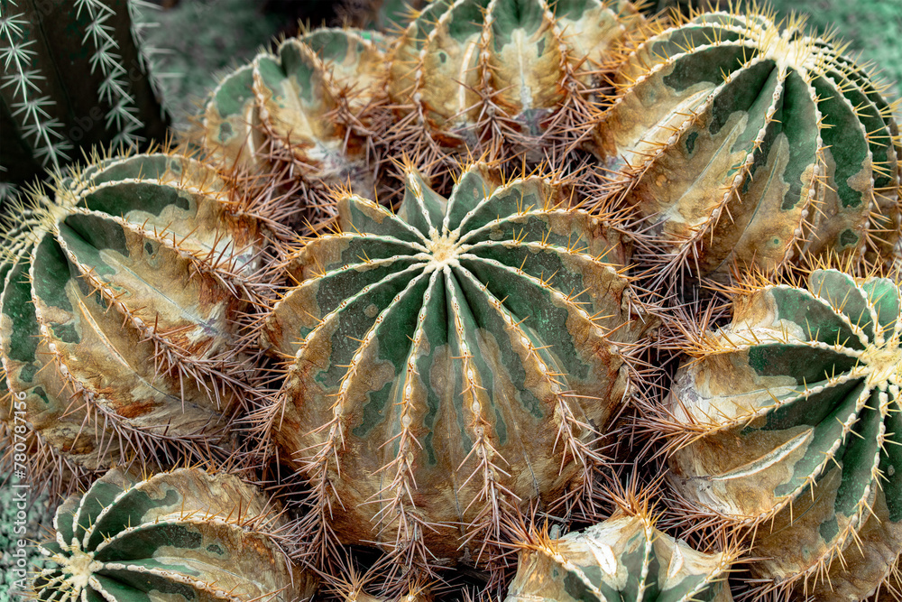 Closeup of cactus spines. Closeup of cactus with thorns. Closeup of cactus spines. Closeup of cactus with thorns.