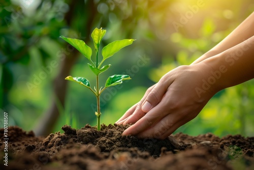 Planting young green tree in soil