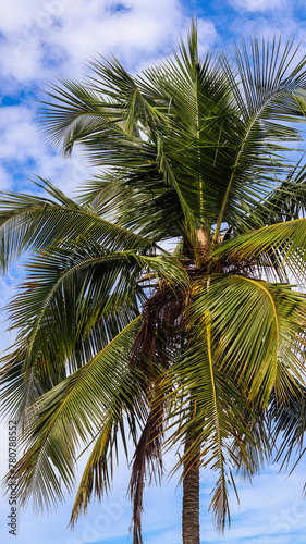 Árvore coqueiro próximo a praia do gunga em alagoas