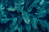 Lush Banana Leaf Canopy