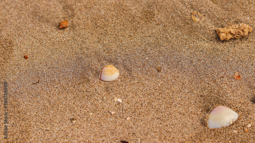 Conchas em uma praia no nordeste brasileiro Conchas em uma praia no nordeste brasileiro