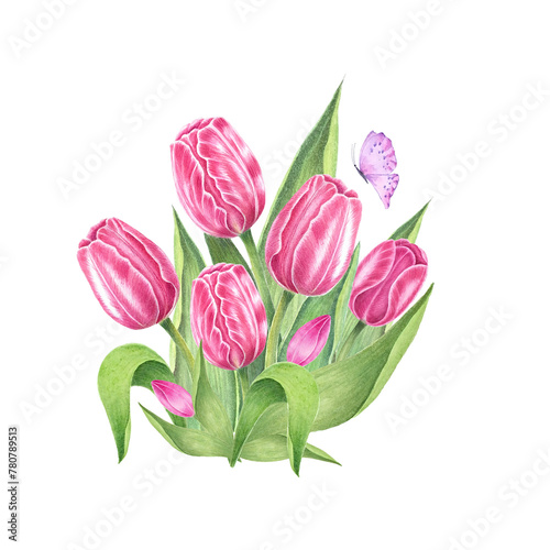 Flowers. Tulips on isolated white. Watercolor drawing. botanical painting, beautiful spring flora.  photo