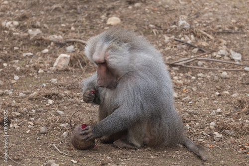 Photography Sights and animals - inhabitants of the lion park Taigan