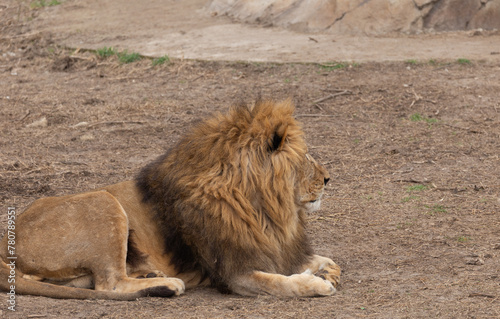Photography Sights and animals - inhabitants of the lion park Taigan