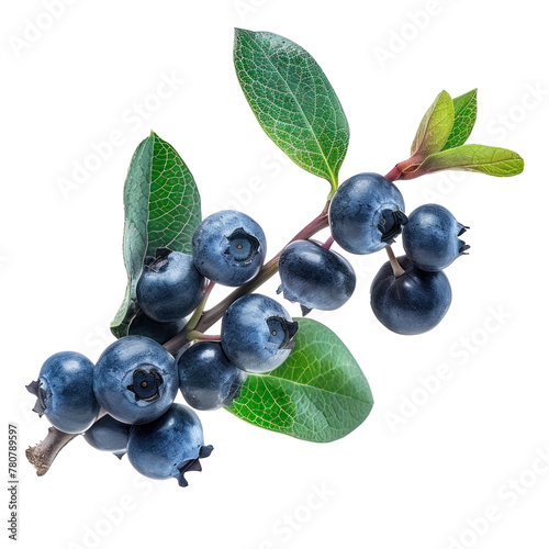 Macro view of blueberry branch isolated on solid background. 