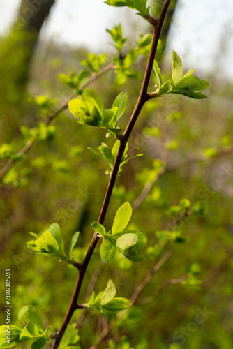 Closeup of a twig with green leaves on a woody plant