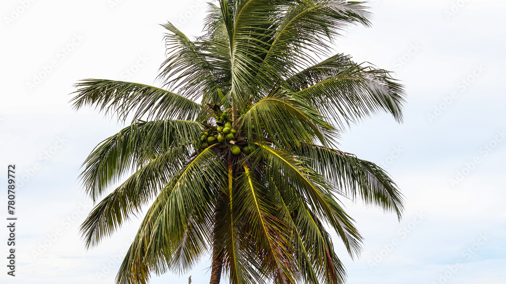 Fototapeta premium coqueiro em uma praia no nordeste brasileiro