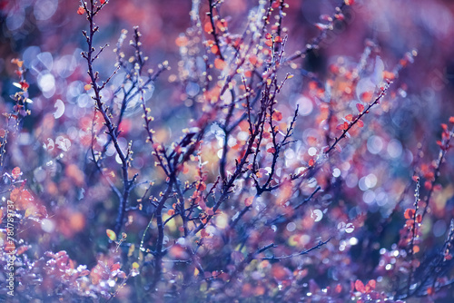 Autumn background, colorful alpine flora in the mountains