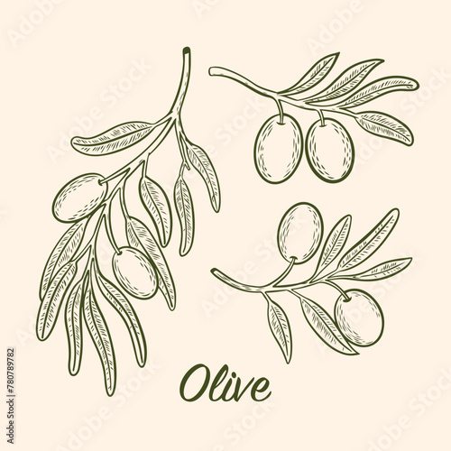 Vector drawing of olive tree branches with olives