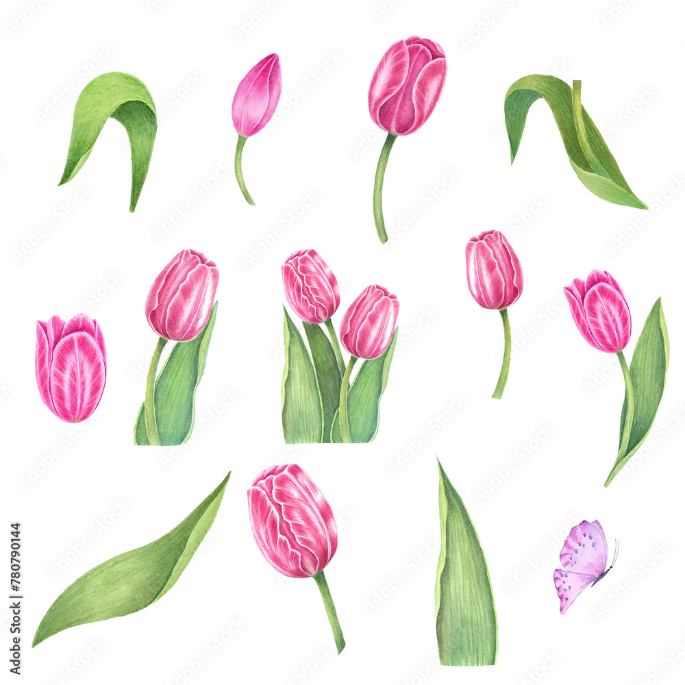 Flowers. Tulips on isolated white. Watercolor drawing. botanical painting, beautiful spring flora. 
