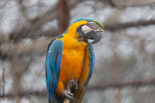 Photography Sights and animals - inhabitants of the lion park Taigan