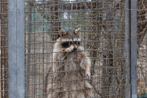 Photography Sights and animals - inhabitants of the lion park Taigan