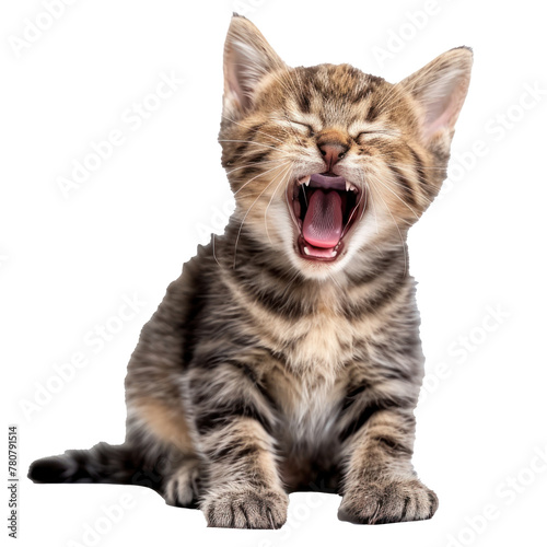 Meowing/ yawning kitten isolated on solid background. 